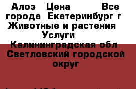 Алоэ › Цена ­ 150 - Все города, Екатеринбург г. Животные и растения » Услуги   . Калининградская обл.,Светловский городской округ 